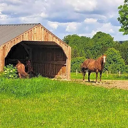 L'olivier A Filly - Nadrin, Entre Et La Roche-en-ardenne *